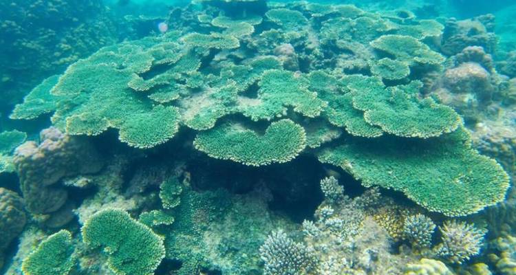 Phu Quoc: Excursión de un día a 4 islas en lancha rápida con teleférico y experiencia en el parque acuático Aquatopia en Phu Quoc | Vietnam - Open Asia Travel  10