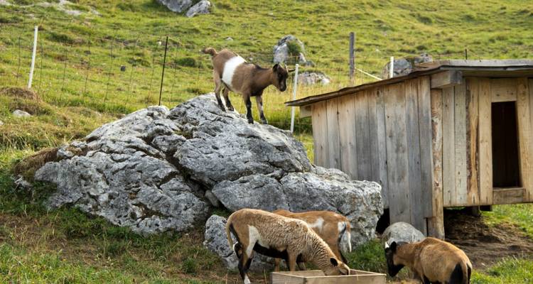 Traversée des Alpes du Wilder Kaiser au Grossglockner - Individuel (7 jours) - ASI Reisen 6