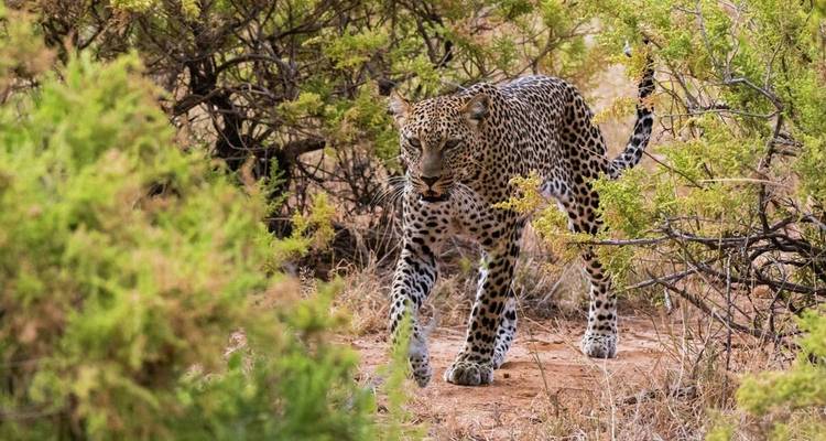 Kenia: Safari de 6 días a la Migración de los ñus en Kenia - Jill Travel 9