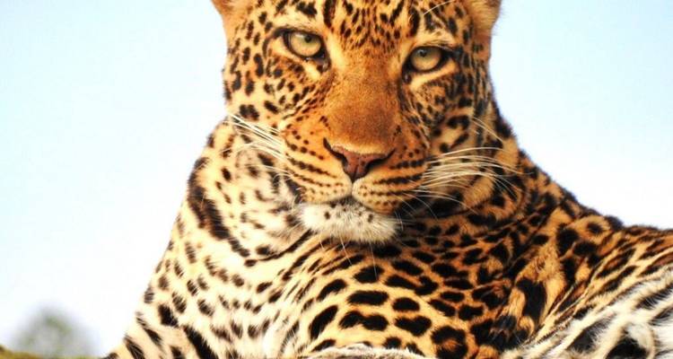 Ciudad del Cabo de los historiadores, cataratas Victoria y Kenia - Professional Safari Africa 3
