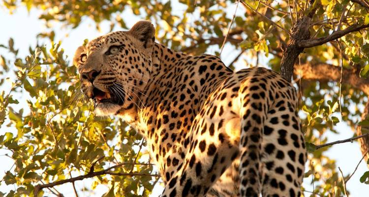 Kenia: 3 días en Masai Mara en Land Cruiser - Jill Travel 3