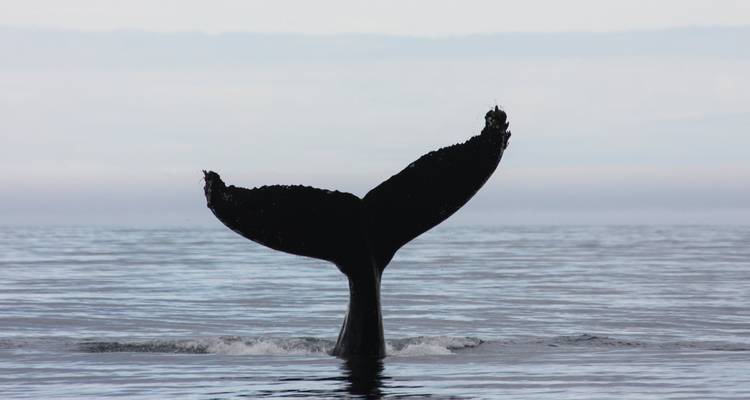 Viaje de 5 días por Islandia - Snaeland Travel 9
