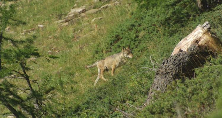 Rastreo de lobos en los Alpes - Undiscovered Mountains 2