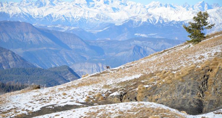 Rastreo de lobos en los Alpes - Undiscovered Mountains 6