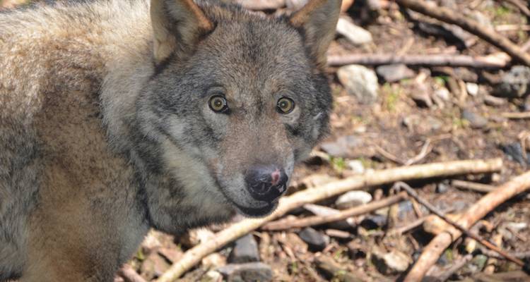 Rastreo de lobos en los Alpes - Undiscovered Mountains 7