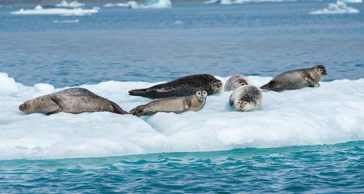 Excursión de 4 días a la Costa Sur, Cueva de Hielo Azul y Laguna Glaciar - Snaeland Travel 10