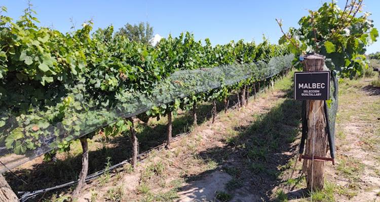 4 Días Descubriendo Mendoza: Tierra de Vinos - Signature DMC 4