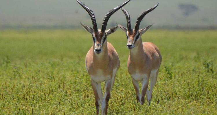 Kenya : 4 jours pour découvrir le meilleur de la faune kenyane en safari - Jill Travel 4