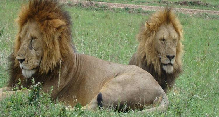 Kenya : 4 jours pour découvrir le meilleur de la faune kenyane en safari - Jill Travel 7
