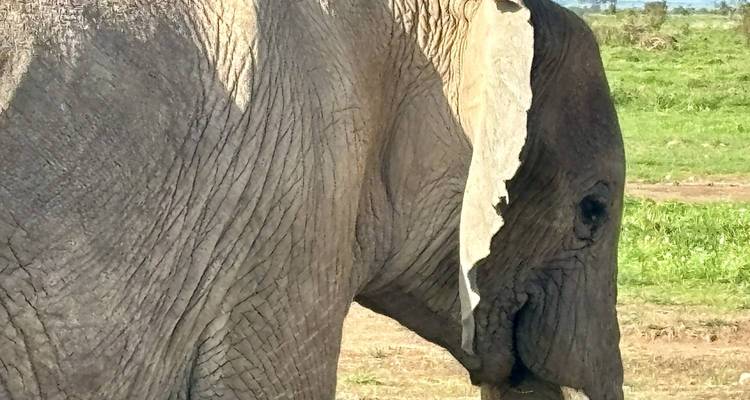 Kenya : 4 jours pour découvrir le meilleur de la faune kenyane en safari - Jill Travel 8