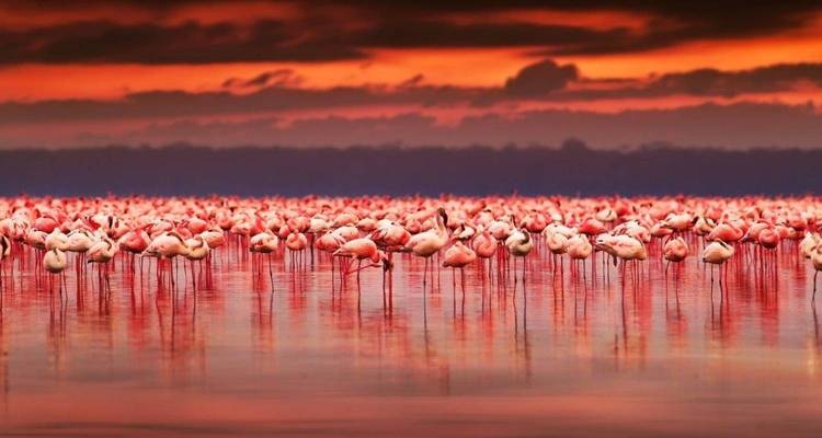 Kenya : 4 jours pour découvrir le meilleur de la faune kenyane en safari - Jill Travel 1