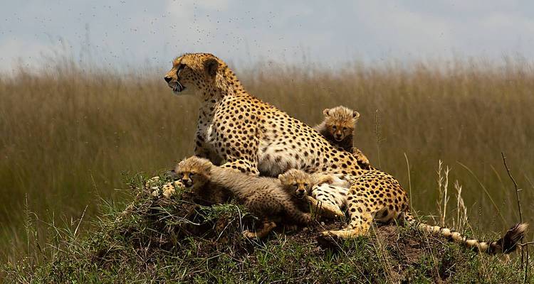 Kenya : 4 jours pour découvrir le meilleur de la faune kenyane en safari - Jill Travel 2
