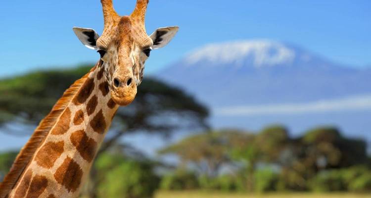 Kenya : 4 jours pour découvrir le meilleur de la faune kenyane en safari - Jill Travel 9