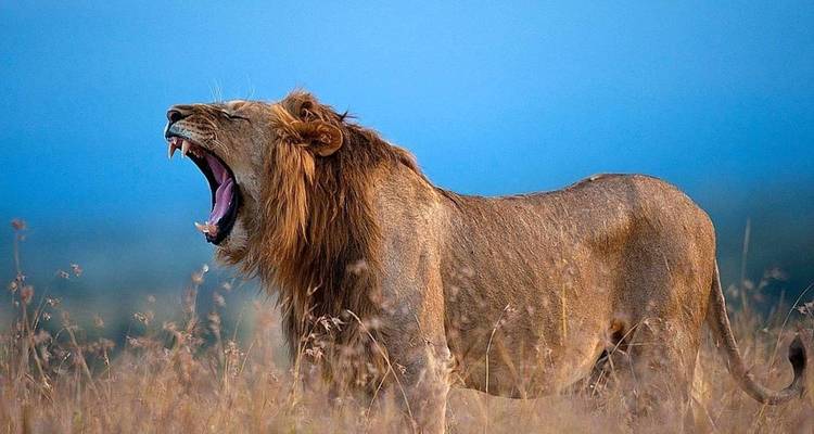 Kenya : 4 jours pour découvrir le meilleur de la faune kenyane en safari - Jill Travel 10