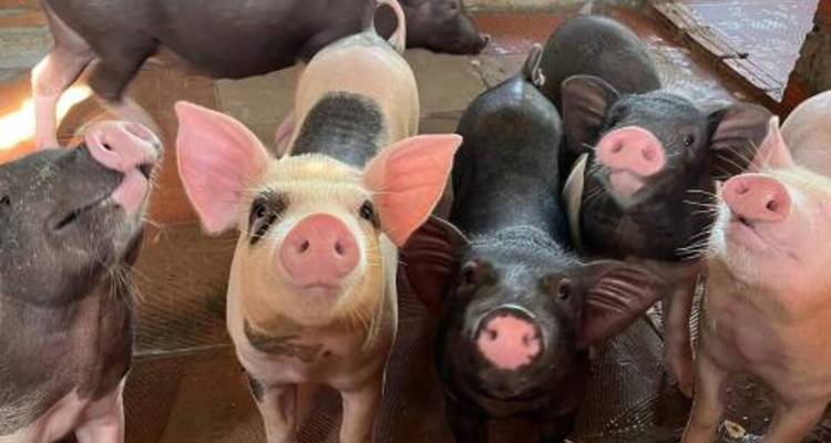 Un groupe de cochons levant les yeux à l'intérieur d'un enclos.