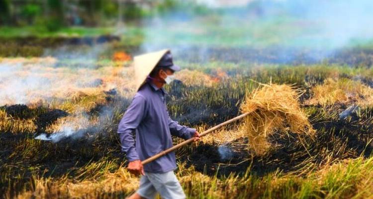 Homme transportant de la paille dans un champ qui se consume.