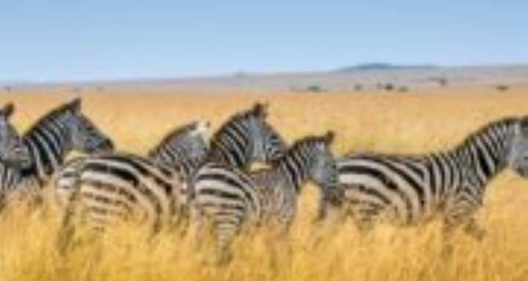 Safari en grupo pequeño de 6 días y 5 noches con alojamiento económico a Maasai Mara, Lago Nakururu y Amboseli - Perfect Wilderness Tours And Safaris 1