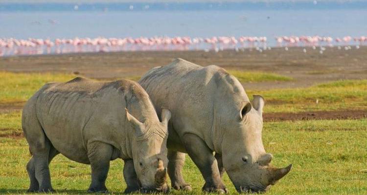 Safari en grupo pequeño de 6 días y 5 noches con alojamiento económico a Maasai Mara, Lago Nakururu y Amboseli - Perfect Wilderness Tours And Safaris 2