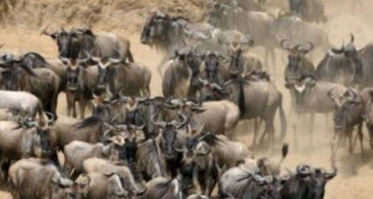 Safari en grupo pequeño de 6 días y 5 noches con alojamiento económico a Maasai Mara, Lago Nakururu y Amboseli - Perfect Wilderness Tours And Safaris 3