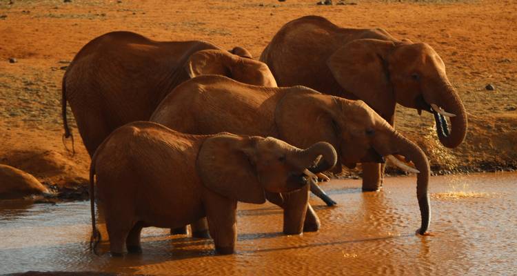Safari en grupo pequeño de 6 días y 5 noches con alojamiento económico a Maasai Mara, Lago Nakururu y Amboseli - Perfect Wilderness Tours And Safaris 4