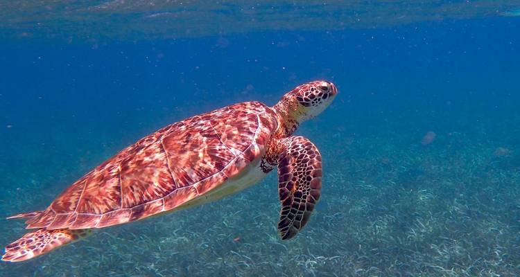 Belize: A Tropical Hidden Paradise with Enchanting Maya Heritage - 4 Days - Receptivo Aborigen Tours 2