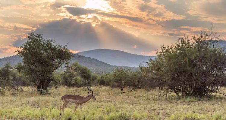 【South Africa, Zambia, and Zimbabwe】10-Day Tour Package with Pilanesberg National Park & Victoria Falls - Delightful Travel 3