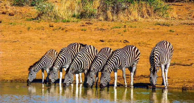【South Africa, Zambia, and Zimbabwe】10-Day Tour Package with Pilanesberg National Park & Victoria Falls - Delightful Travel 8