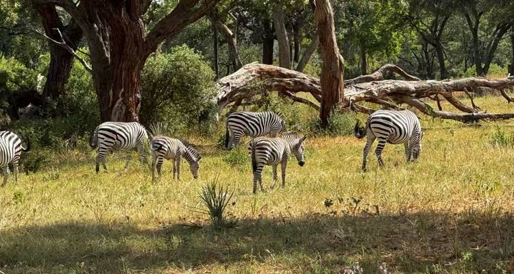 【Afrique du Sud, Zambie et Zimbabwe】 Circuit de 10 jours avec le parc national de Pilanesberg et les chutes Victoria - Delightful Travel 10