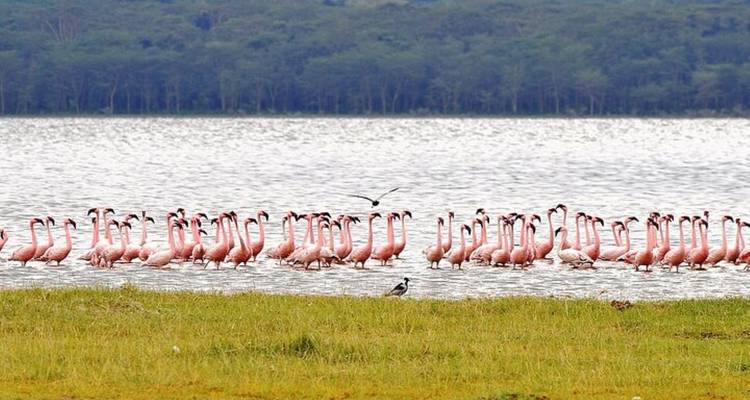7 Days, 6 Nights Small Group Safari with Upgraded Accommodation to Masai Mara, Lake Nakuru, Lake Naivasha /Hell’s gate and Amboseli National Parks. - Perfect Wilderness Tours And Safaris 2