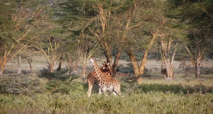 7 Days, 6 Nights Small Group Safari with Upgraded Accommodation to Masai Mara, Lake Nakuru, Lake Naivasha /Hell’s gate and Amboseli National Parks. - Perfect Wilderness Tours And Safaris 4