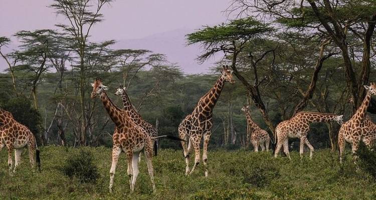 7 Days, 6 Nights Small Group Safari with Upgraded Accommodation to Masai Mara, Lake Nakuru, Lake Naivasha /Hell’s gate and Amboseli National Parks. - Perfect Wilderness Tours And Safaris 6