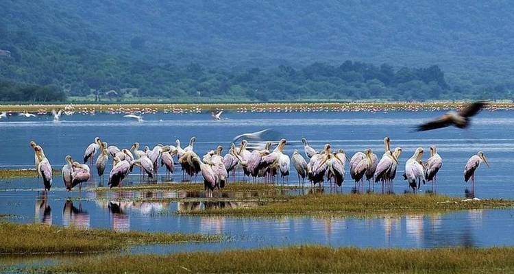 7 Days, 6 Nights Small Group Safari with Upgraded Accommodation to Masai Mara, Lake Nakuru, Lake Naivasha /Hell’s gate and Amboseli National Parks. - Perfect Wilderness Tours And Safaris 8