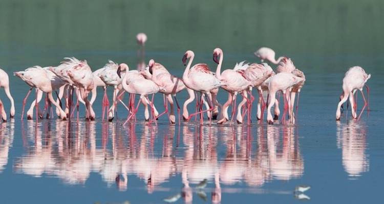 7 Days, 6 Nights Small Group Safari with Upgraded Accommodation to Masai Mara, Lake Nakuru, Lake Naivasha /Hell’s gate and Amboseli National Parks. - Perfect Wilderness Tours And Safaris 9