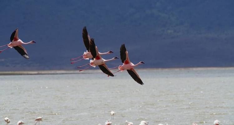 7 Days, 6 Nights Small Group Safari with Upgraded Accommodation to Masai Mara, Lake Nakuru, Lake Naivasha /Hell’s gate and Amboseli National Parks. - Perfect Wilderness Tours And Safaris 10
