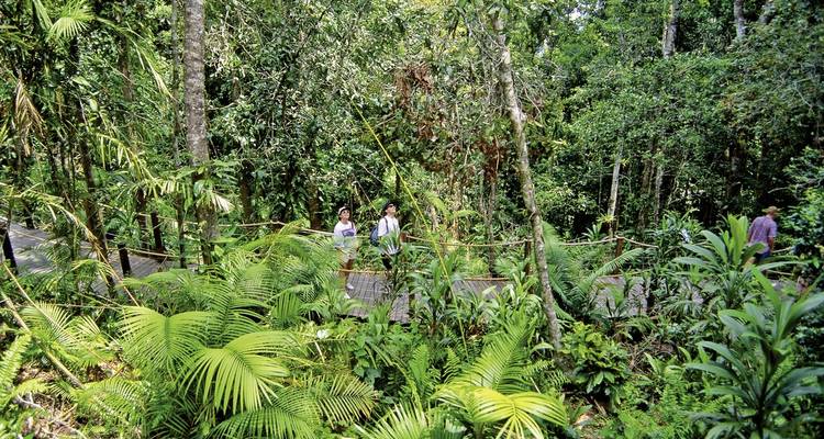 Des gens qui marchent à travers une forêt tropicale dense.