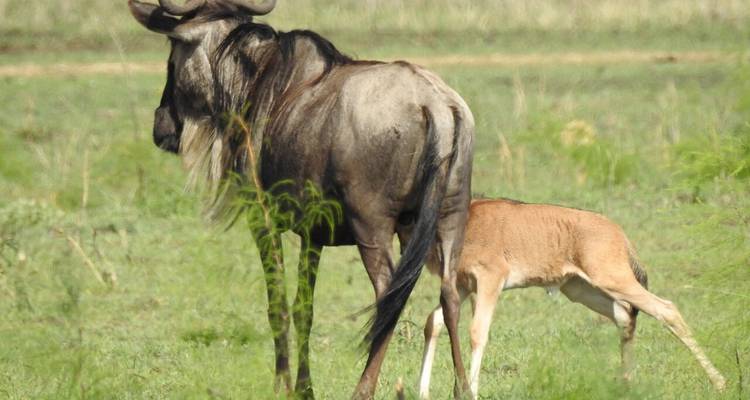 6-Day Kenya and Tanzania Premium Parks Best Safari - Professional Safari Africa 3