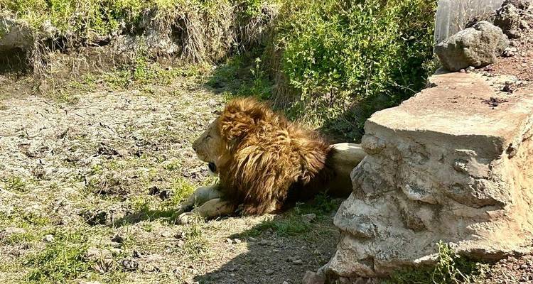 Safari combinado de 10 días con lo mejor de Kenia y Tanzania - Professional Safari Africa 4