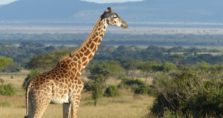 12-Day Midrange Kenya and Tanzania Safari and Beach Break - Professional Safari Africa 1