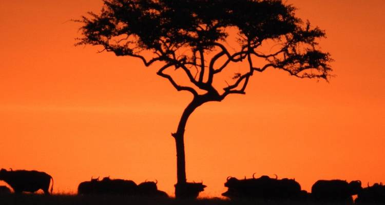 12-Day Midrange Kenya and Tanzania Safari and Beach Break - Professional Safari Africa 3