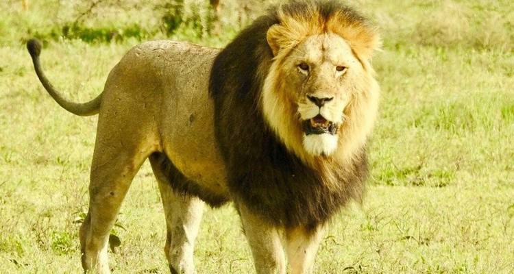 12-Day Midrange Kenya and Tanzania Safari and Beach Break - Professional Safari Africa 4