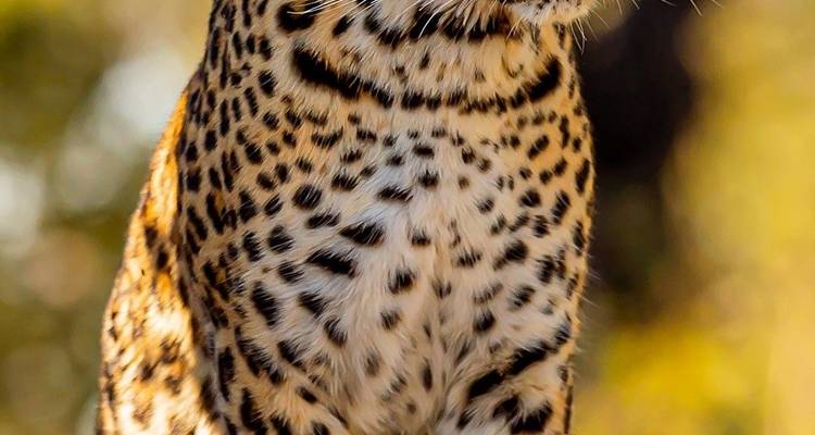 Safari épico en jeep de 11 días por Kenia y Tanzania - Professional Safari Africa 1