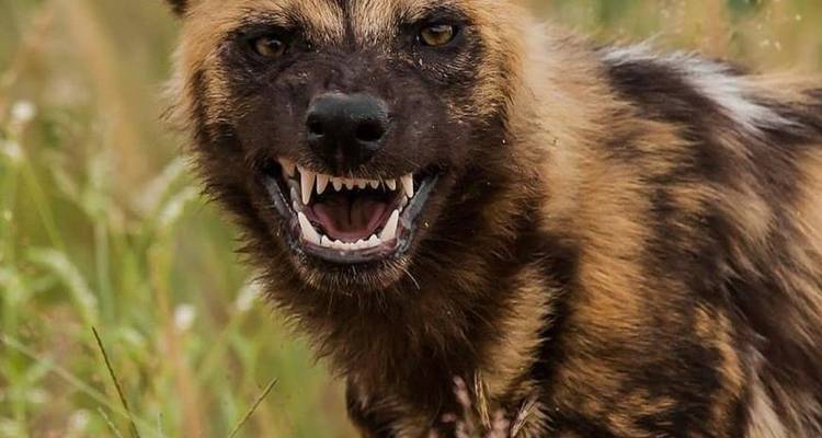 Safari épico en jeep de 11 días por Kenia y Tanzania - Professional Safari Africa 2