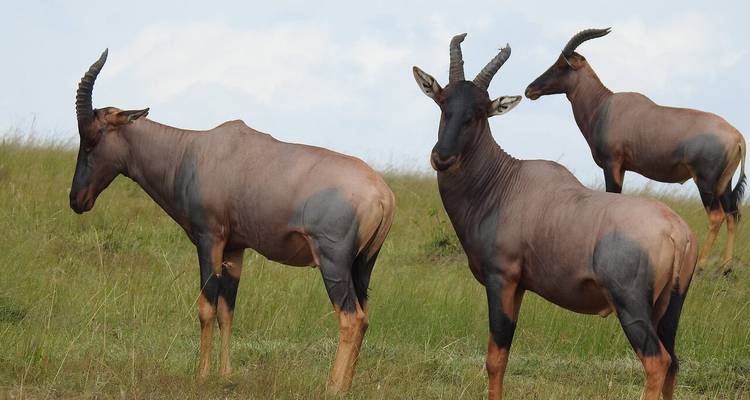 Safari épico en jeep de 11 días por Kenia y Tanzania - Professional Safari Africa 4