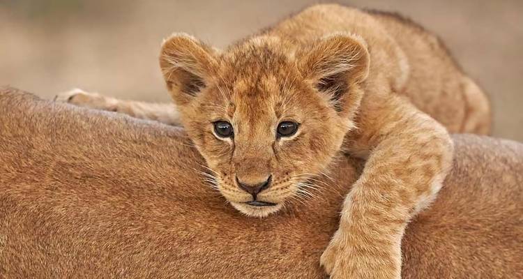 9-Day Best of Kenya and Tanzania Safari - Professional Safari Africa 4