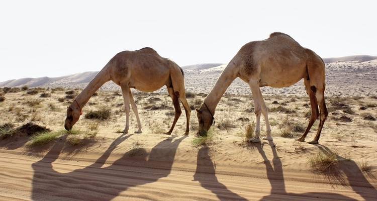 Contrasting Oman - MEIERS WELTREISEN 9