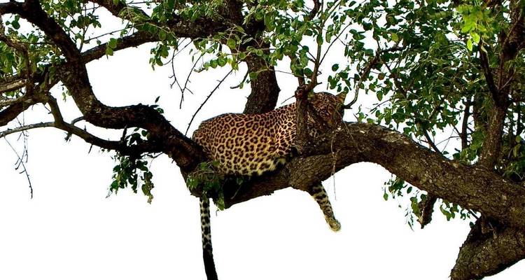 Safari ultime au Zimbabwe et au Botswana - Local Safaris 1