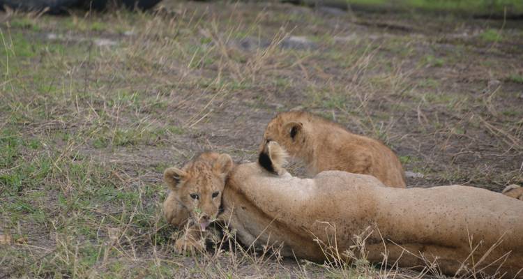 Safari ultime au Zimbabwe et au Botswana - Local Safaris 4