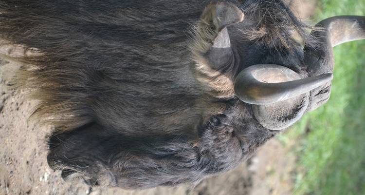 Safari ultime au Zimbabwe et au Botswana - Local Safaris 6