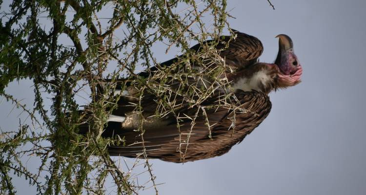 Safari ultime au Zimbabwe et au Botswana - Local Safaris 7