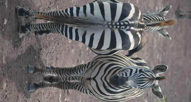 Safari ultime au Zimbabwe et au Botswana - Local Safaris 8